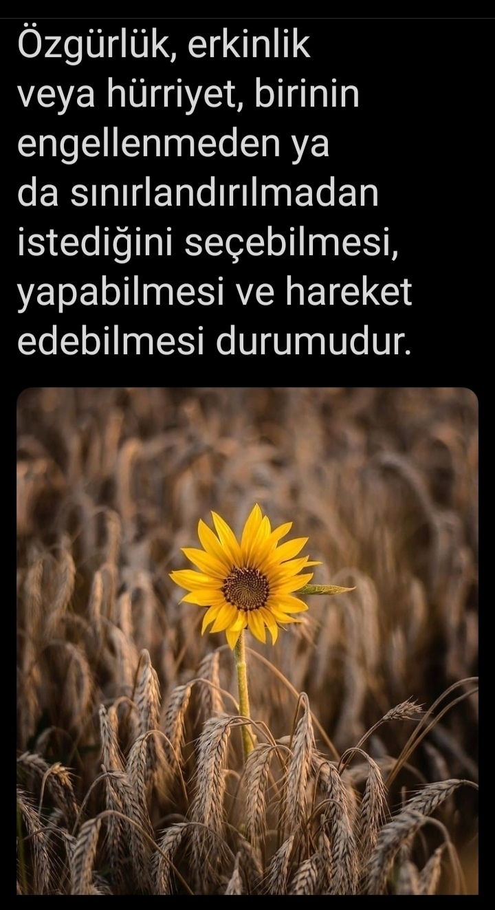Yavuz