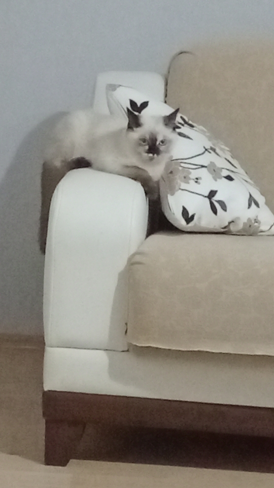 Zeynep
