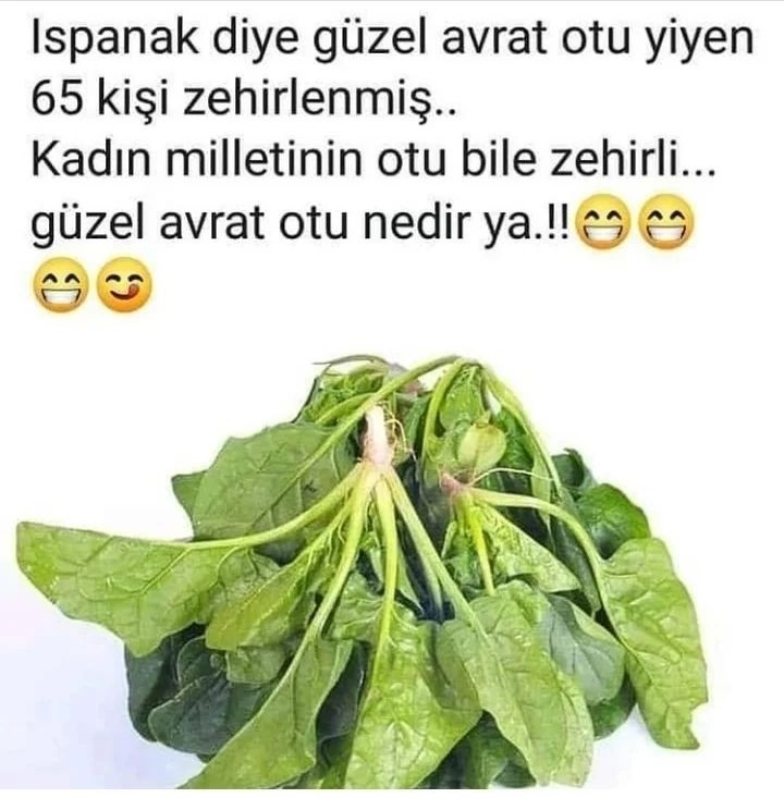 Serdar