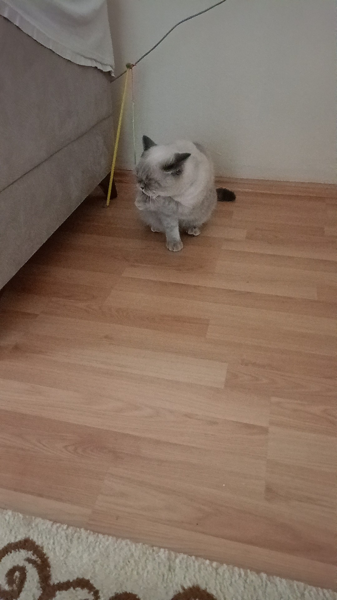 Gül