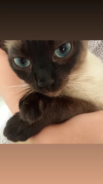 Özlem