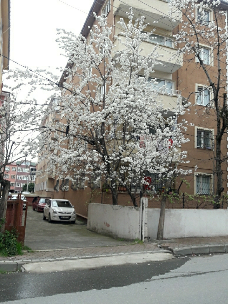 Naile
