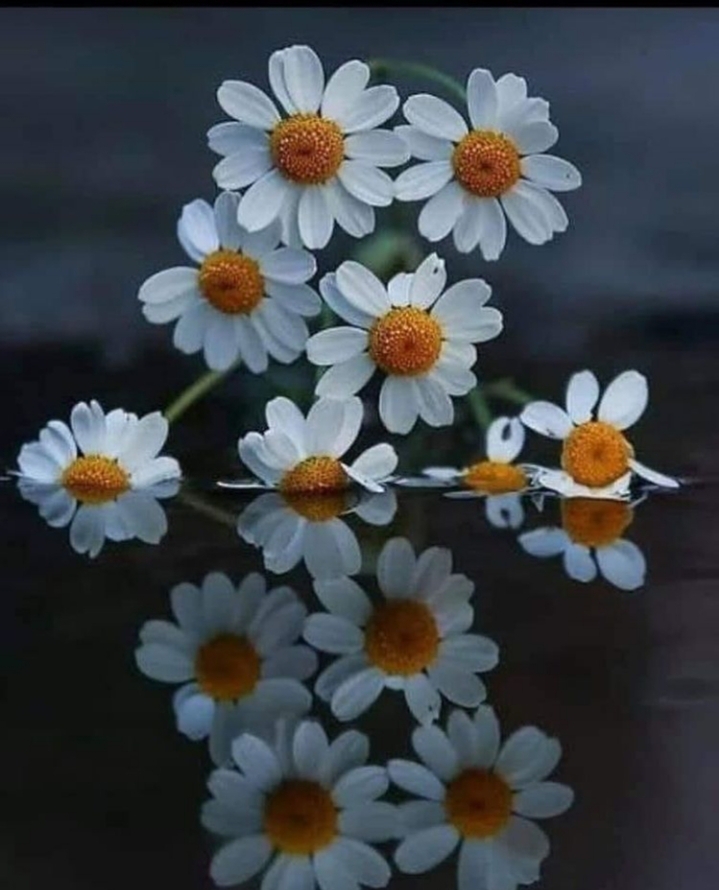 Zehra