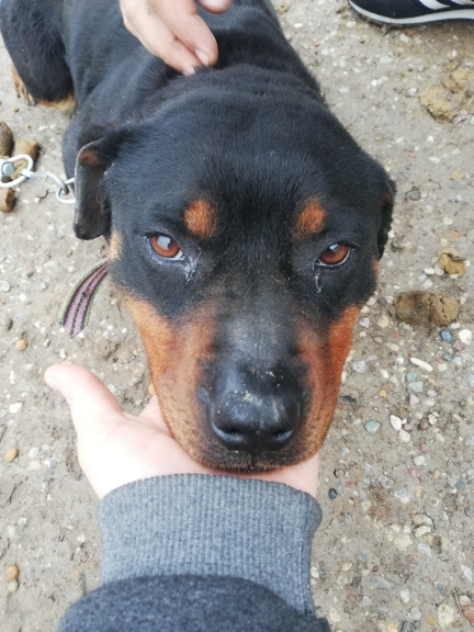Hülya
