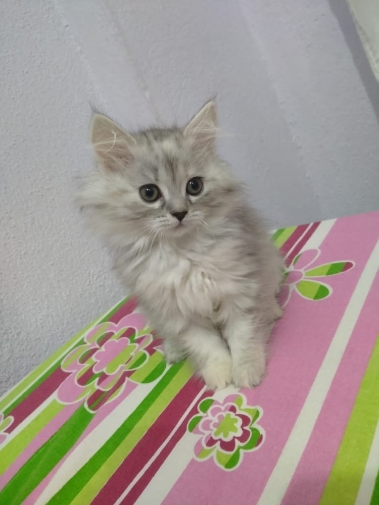 Yeşim