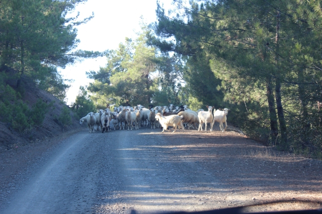Erdem