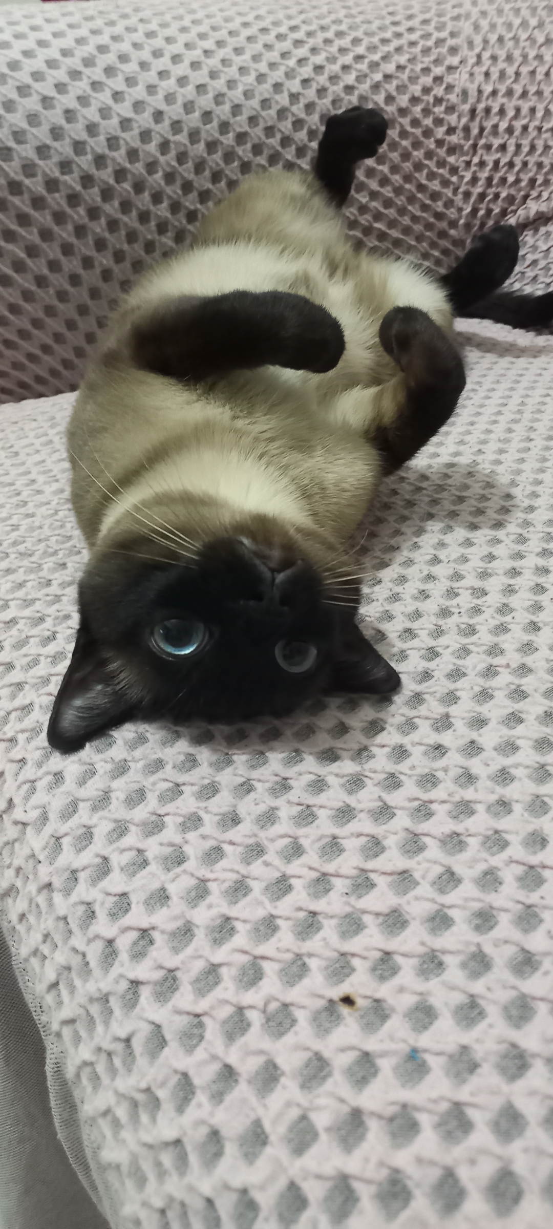 Özlem