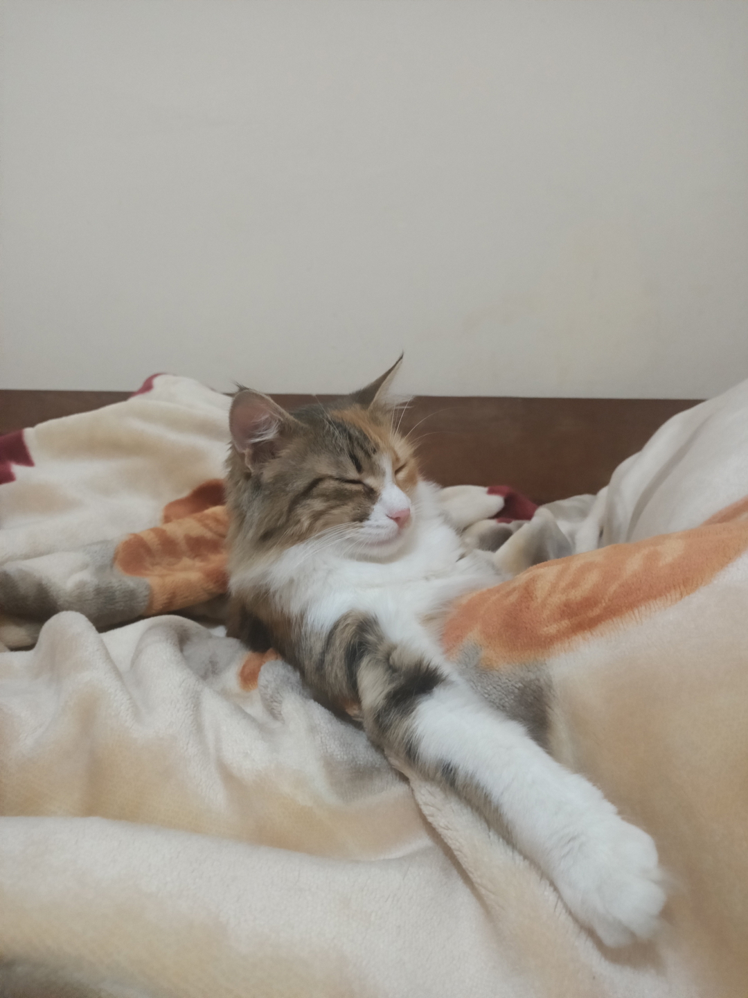 Mustafa