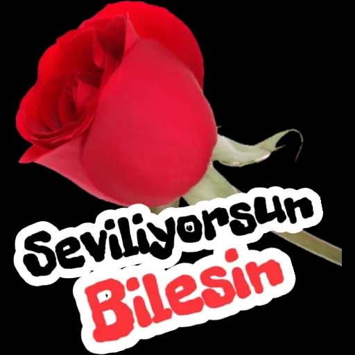 Vedat