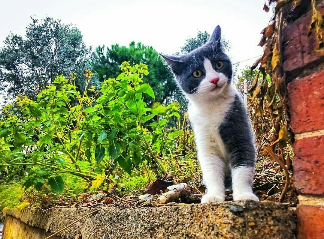 Yavuz