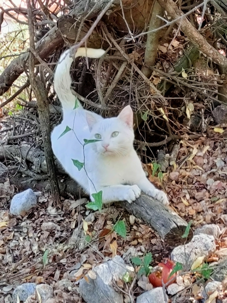 Hüseyin