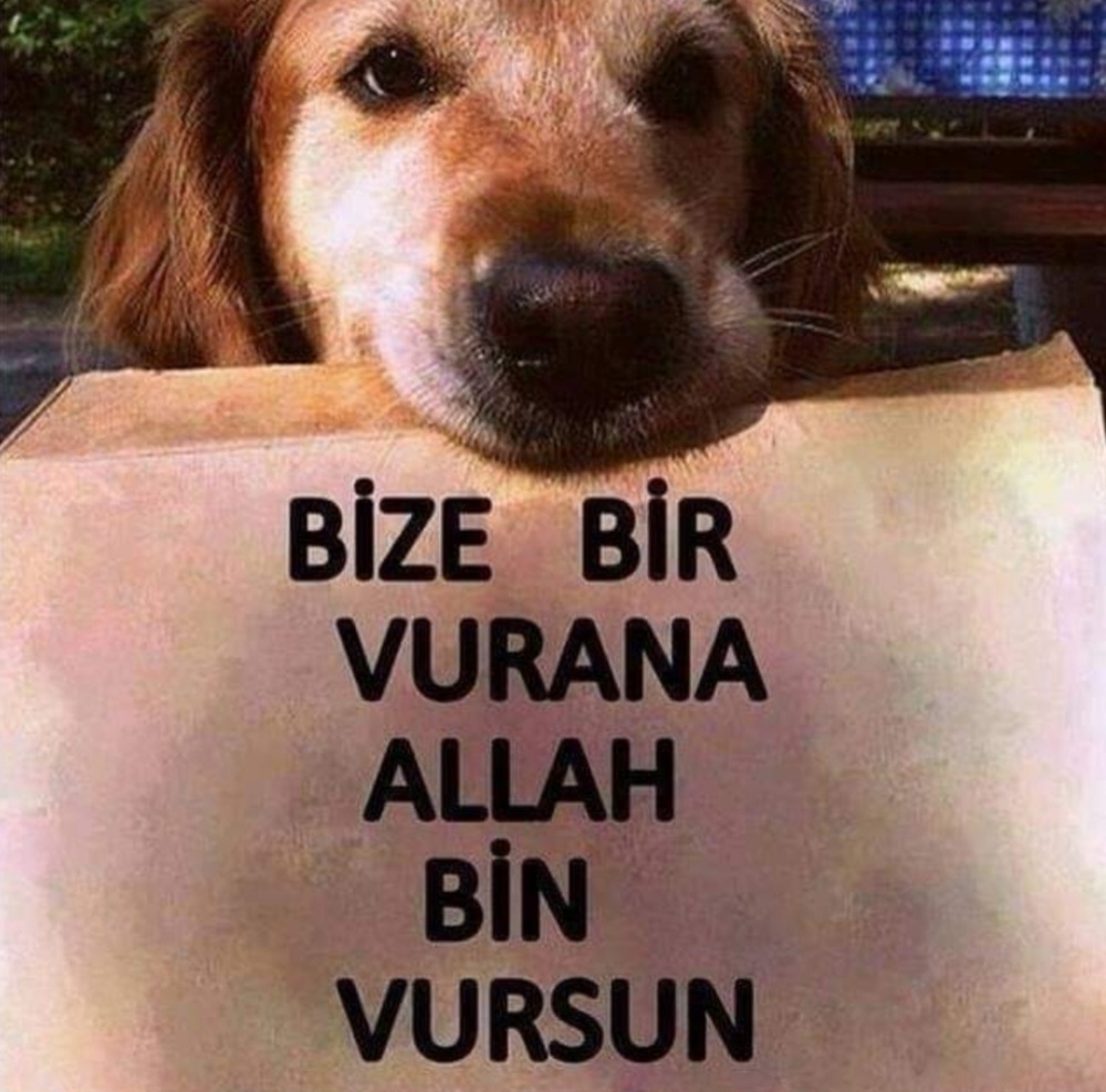 Asil