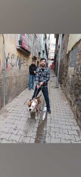 Devrim