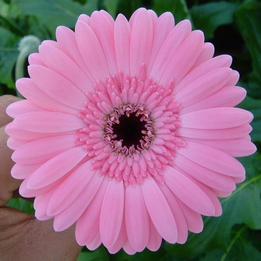 Yavuz
