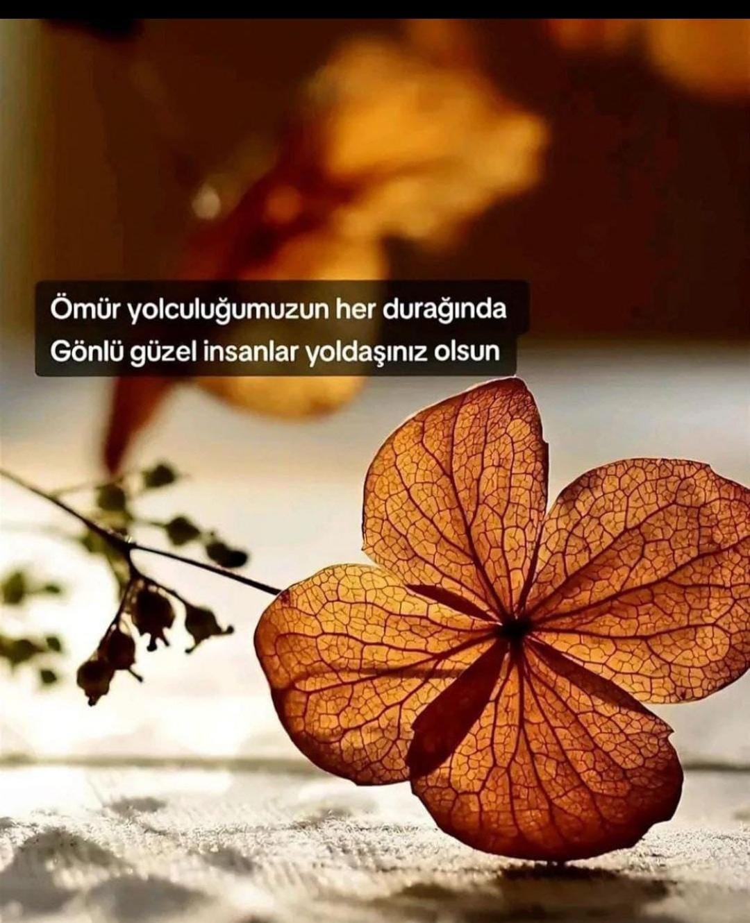 Emel