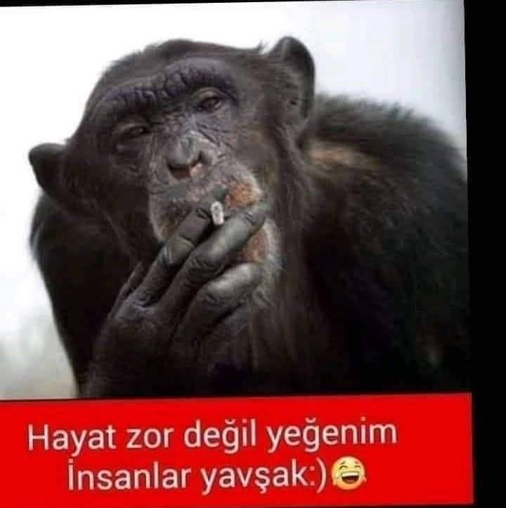 Cengiz