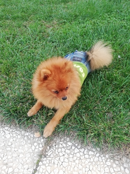 Serpil