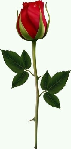 Osman