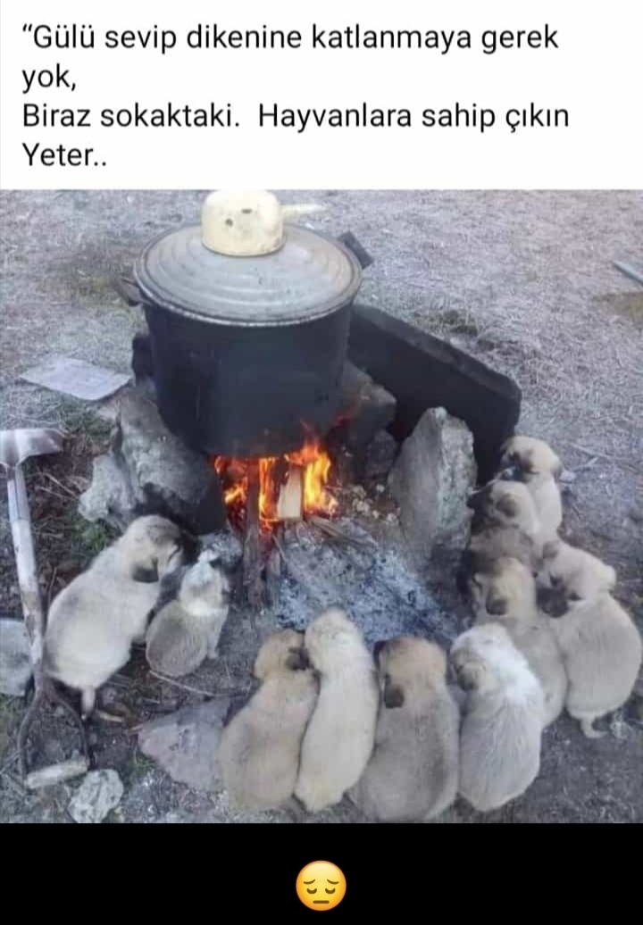 Gül