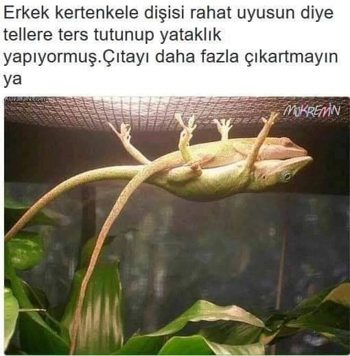 Serdar