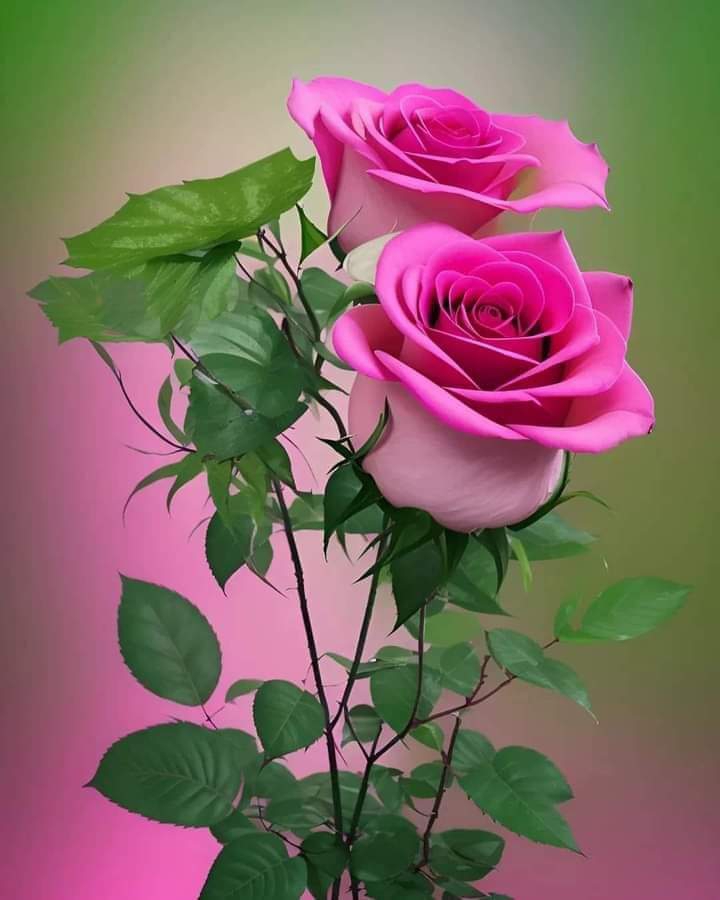 Emel
