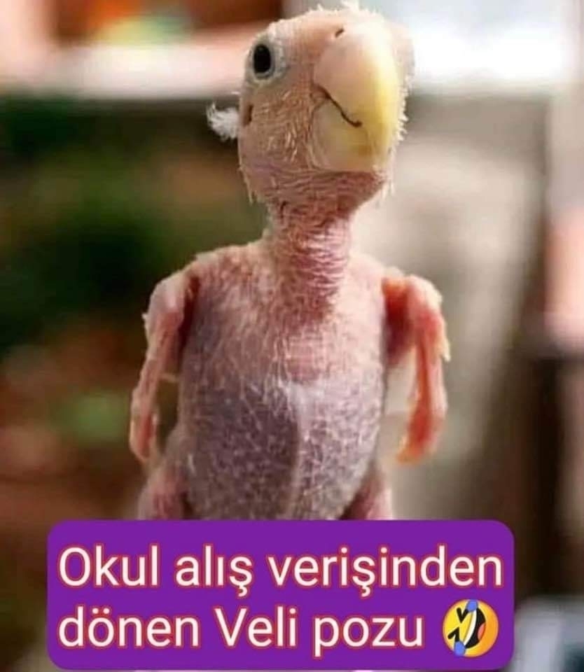 Deniz
