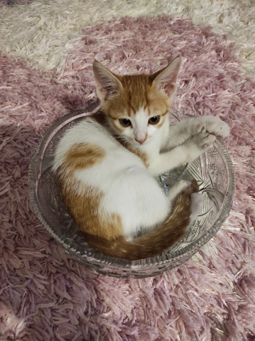 Kamil