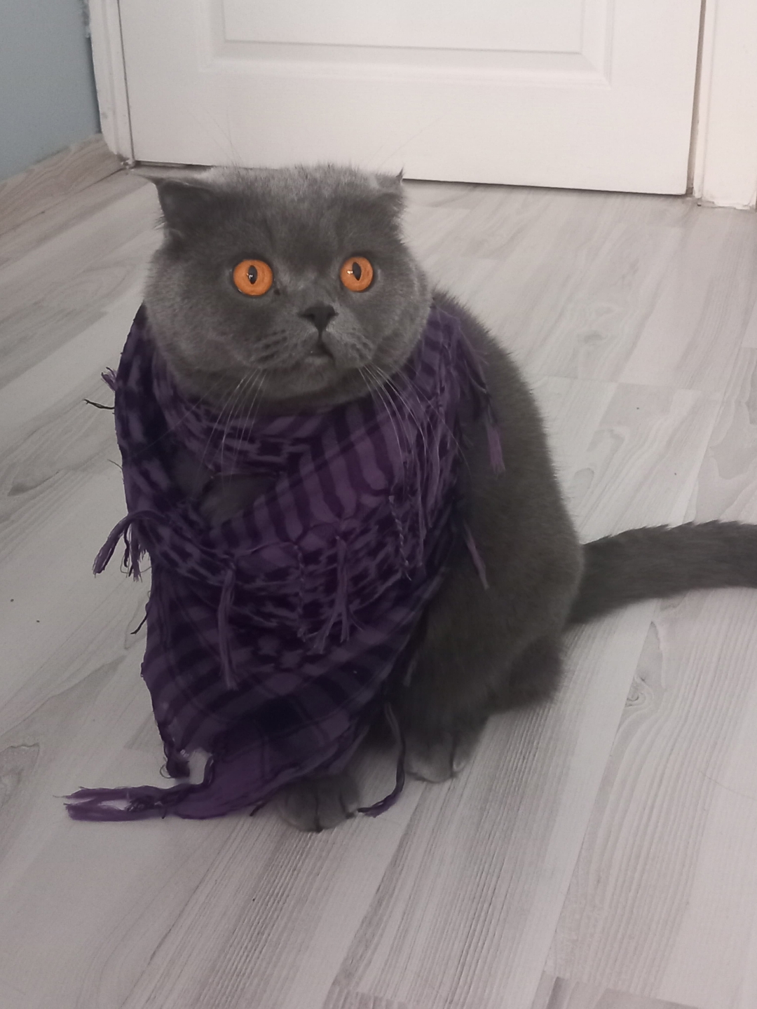 Mustafa