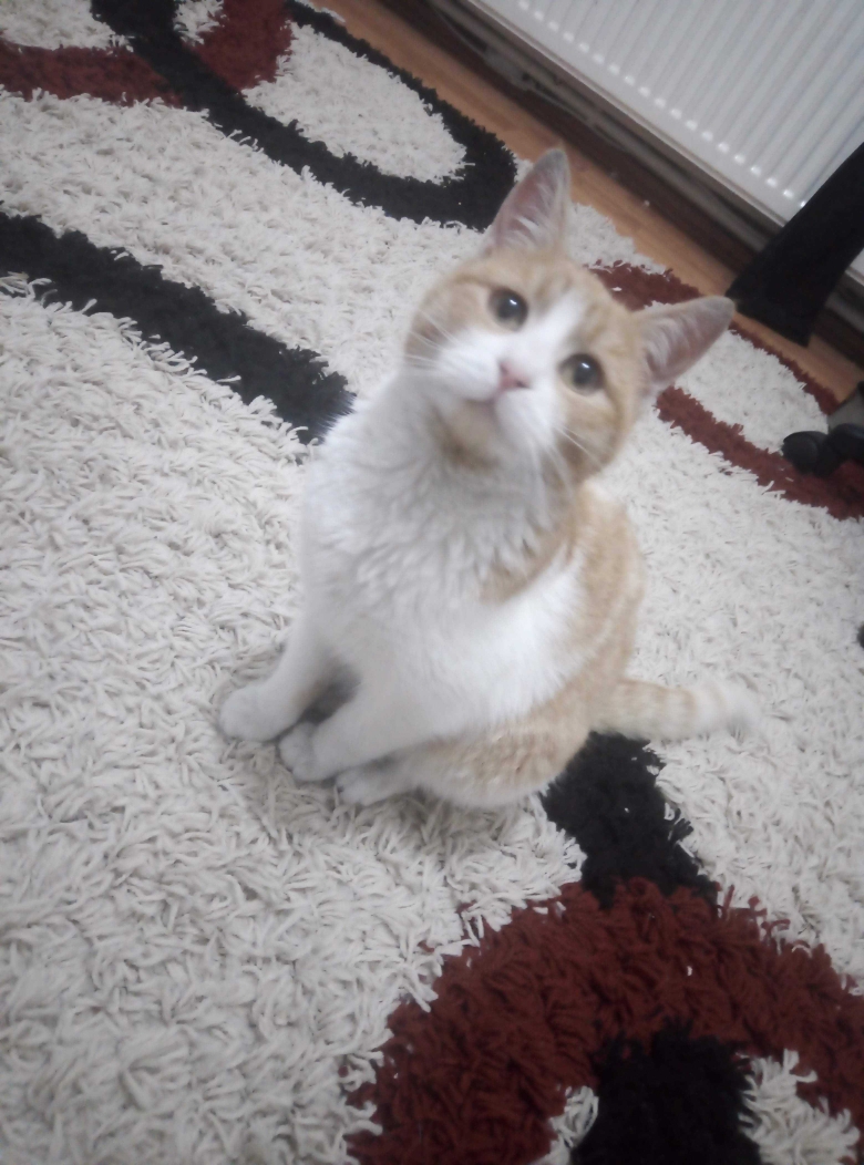 Aysel