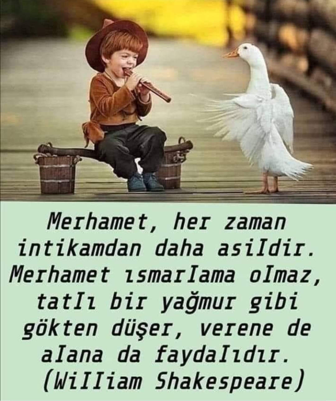 Asil