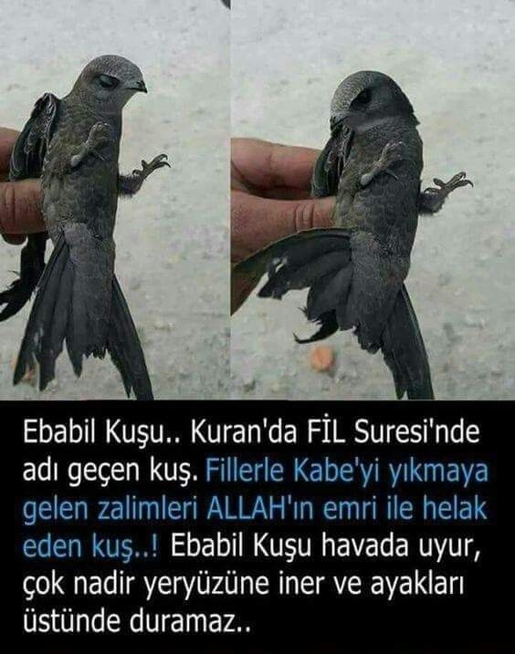 Serdar