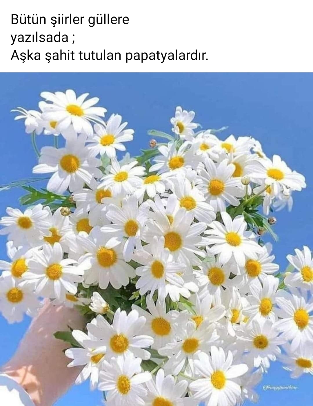 Nurcan