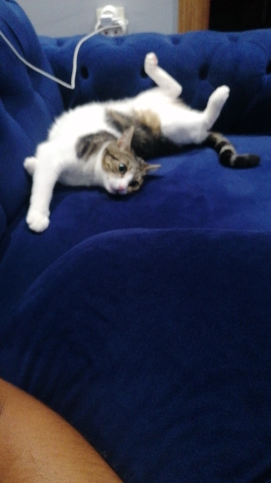 Murat