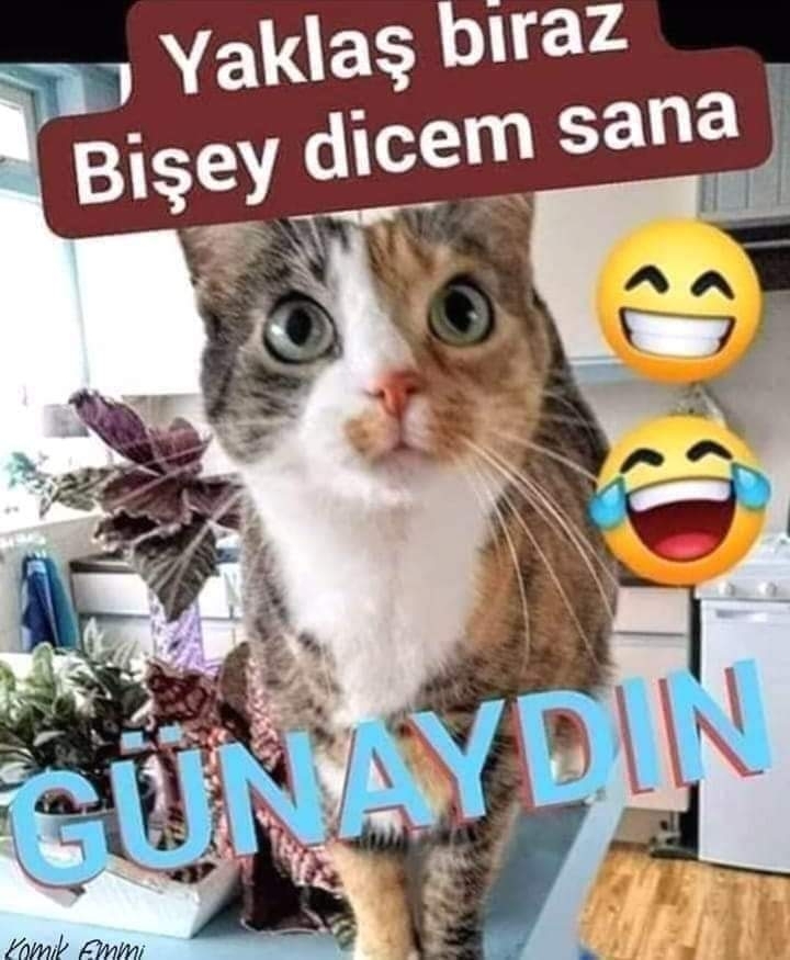 Serdar