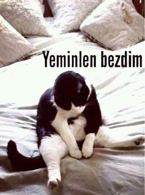 Murat