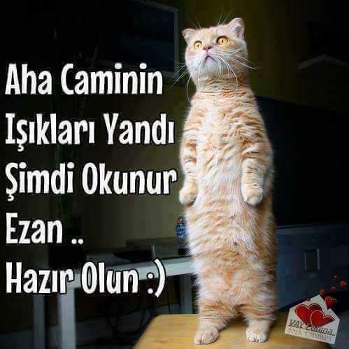 Ozcan