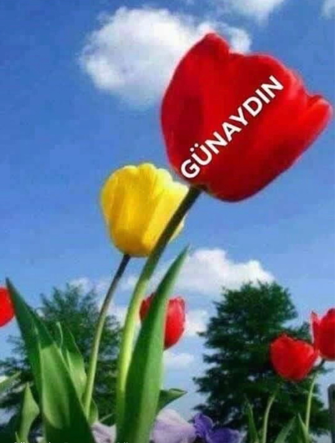 Mdn