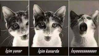 Damla