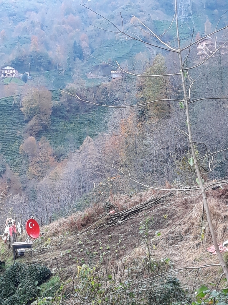 Şerif
