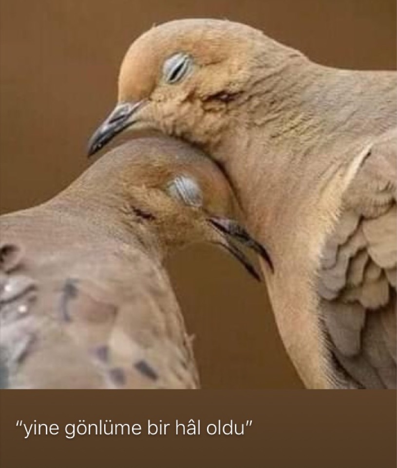 Güneş