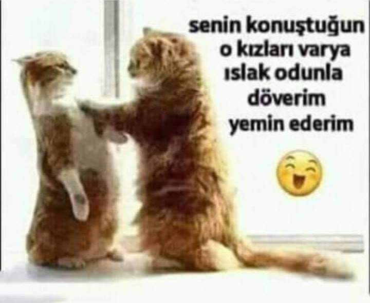 Serdar