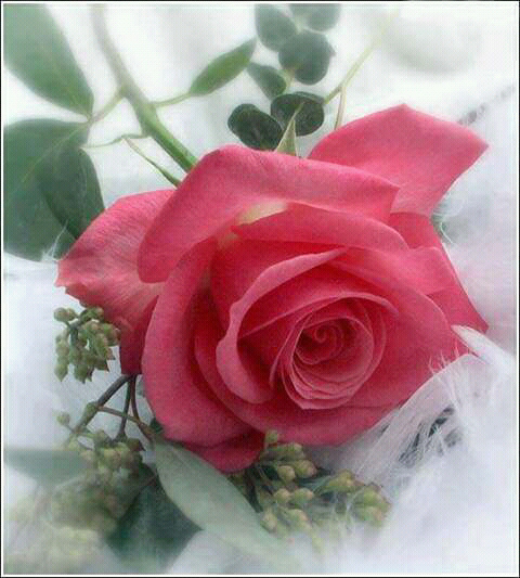 Emel