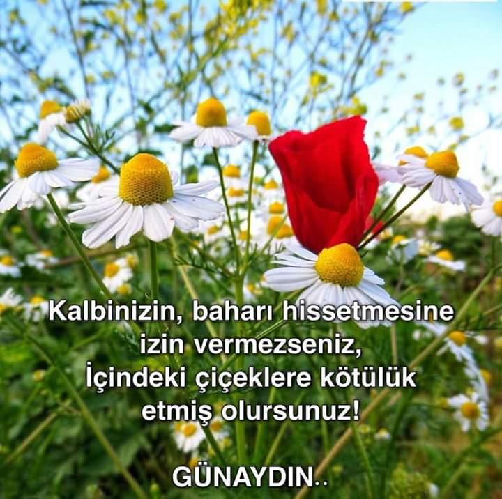 Saadet