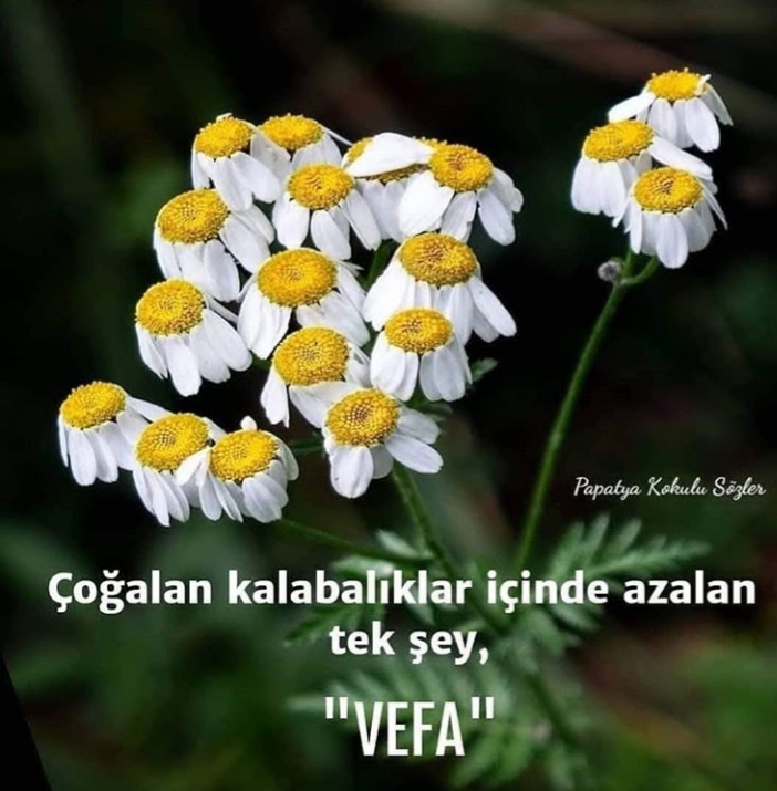 Sevim