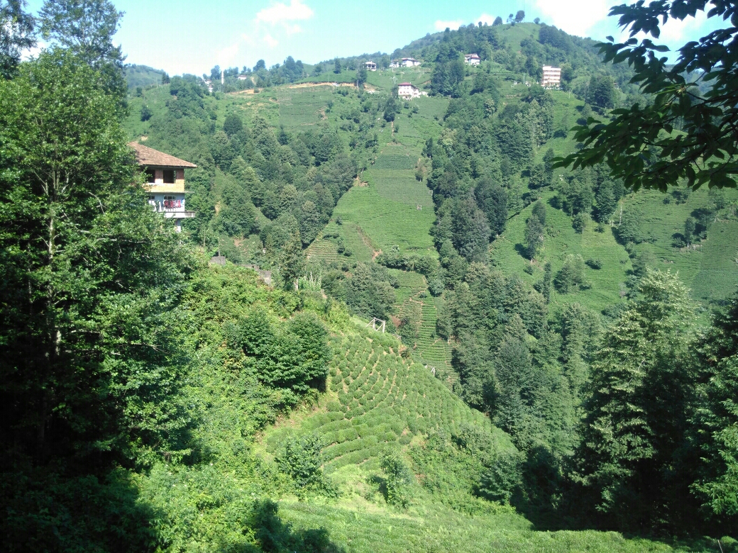Şerif