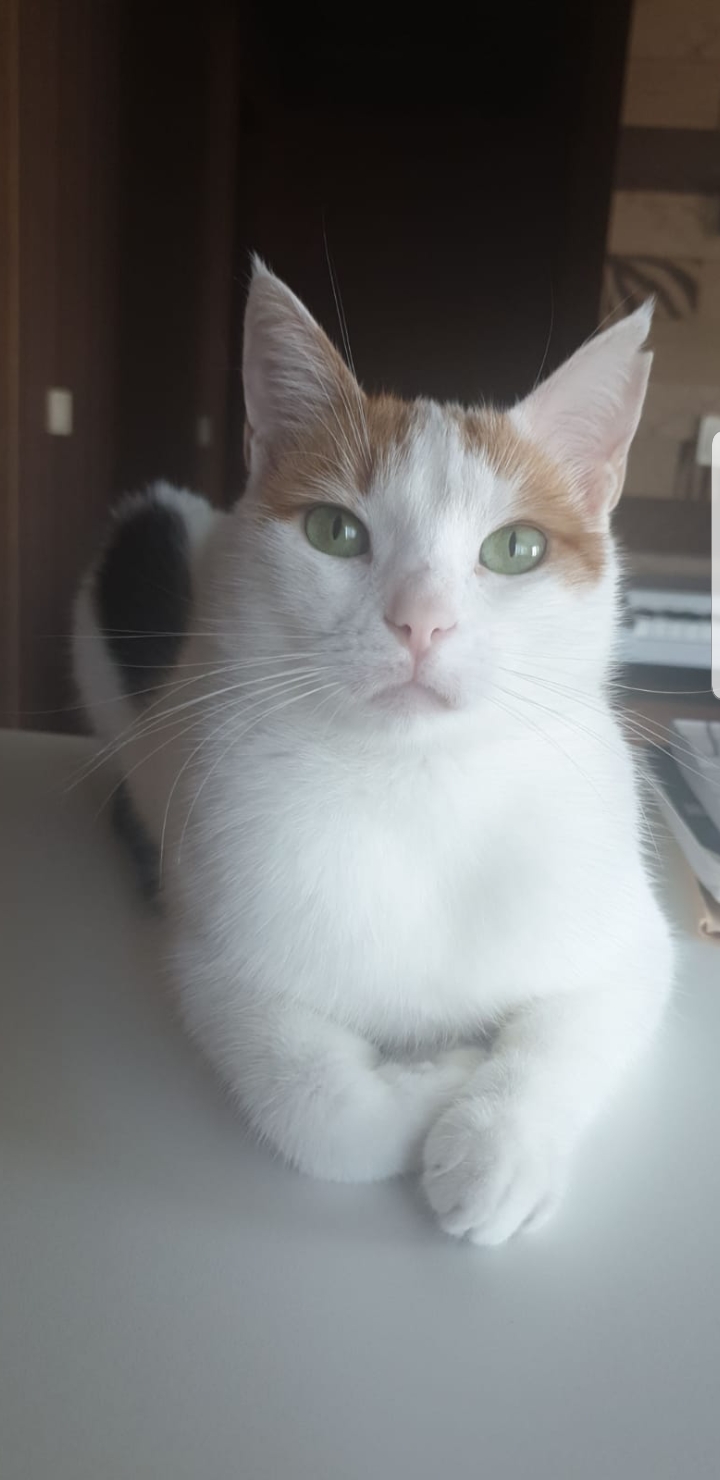 Gürbüz