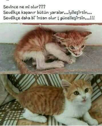 Senem