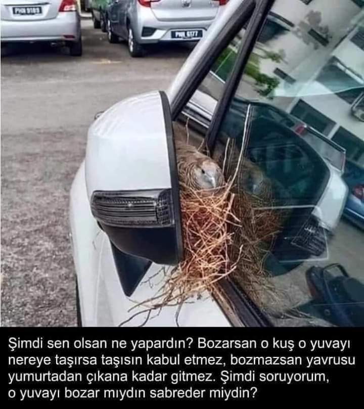 Serdar