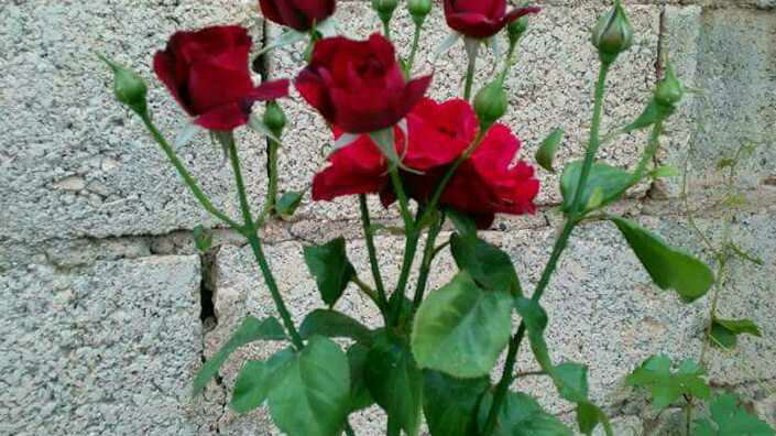 Orhan