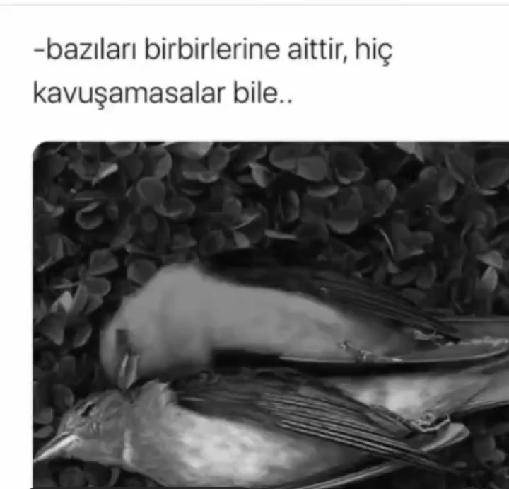 Julide